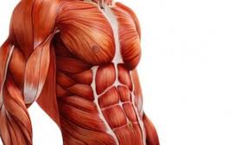 REVOLUÇÃO DOS MUSCULOS